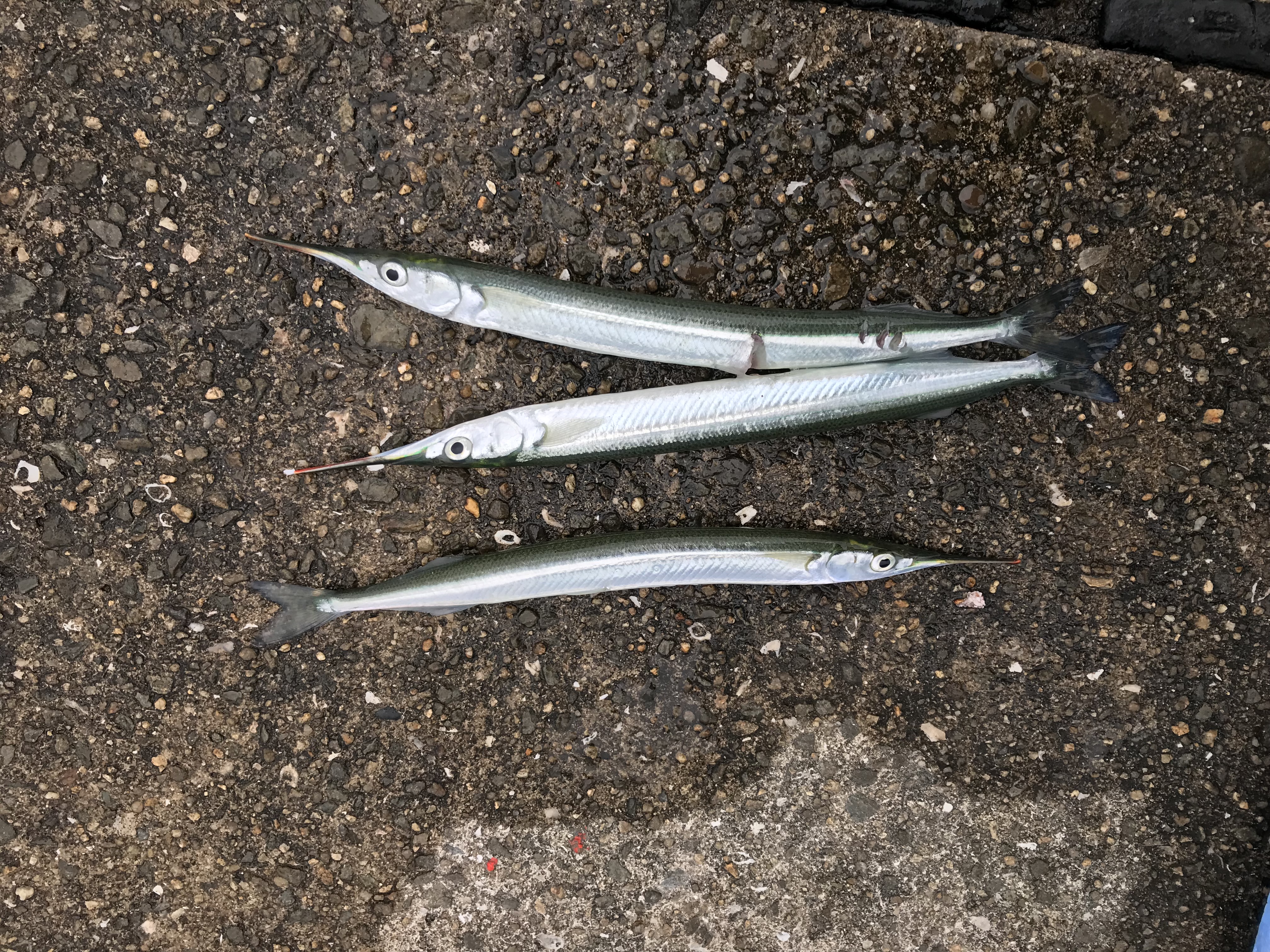 釣果情報 – 鳴尾浜臨海公園