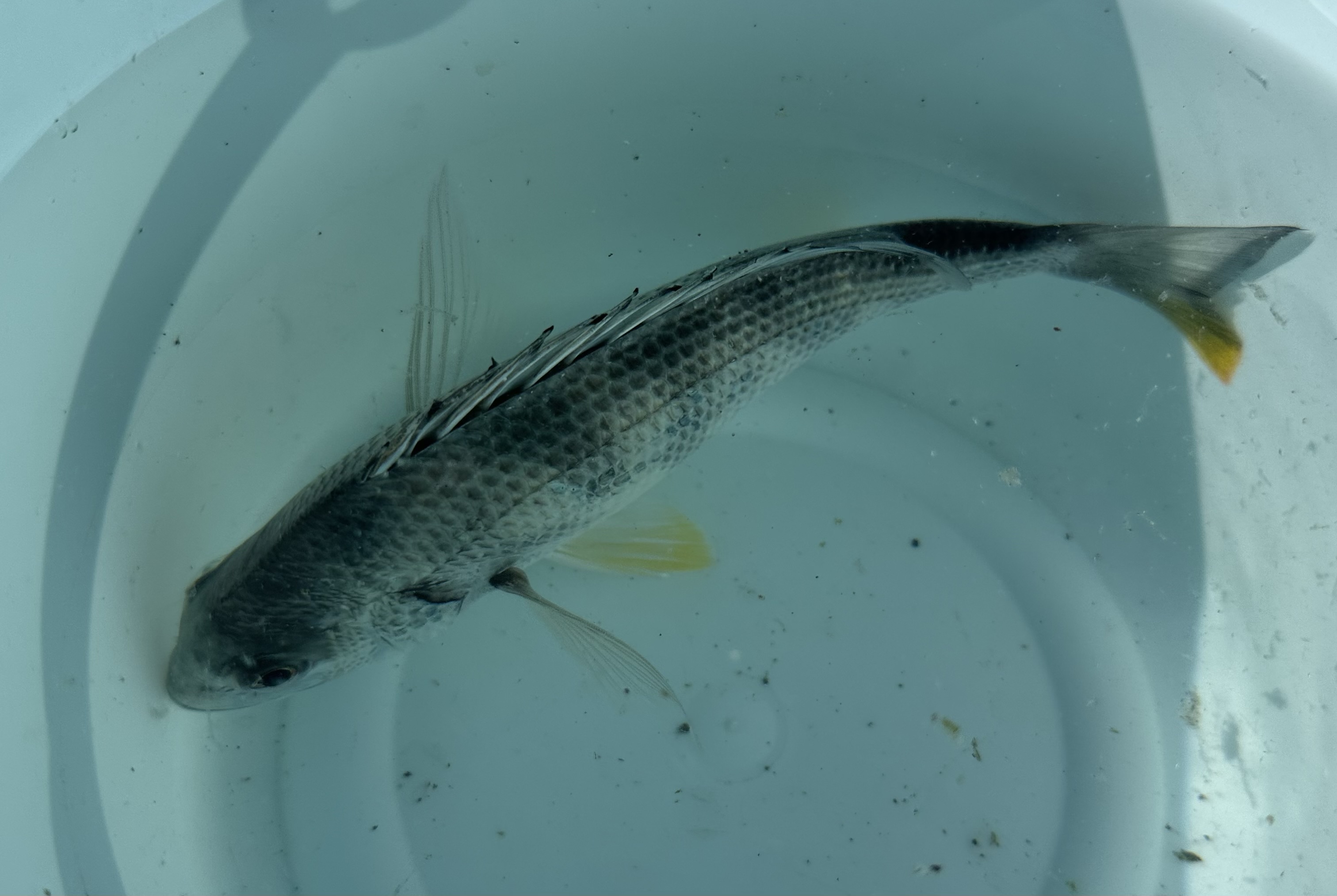 釣果情報 – 鳴尾浜臨海公園