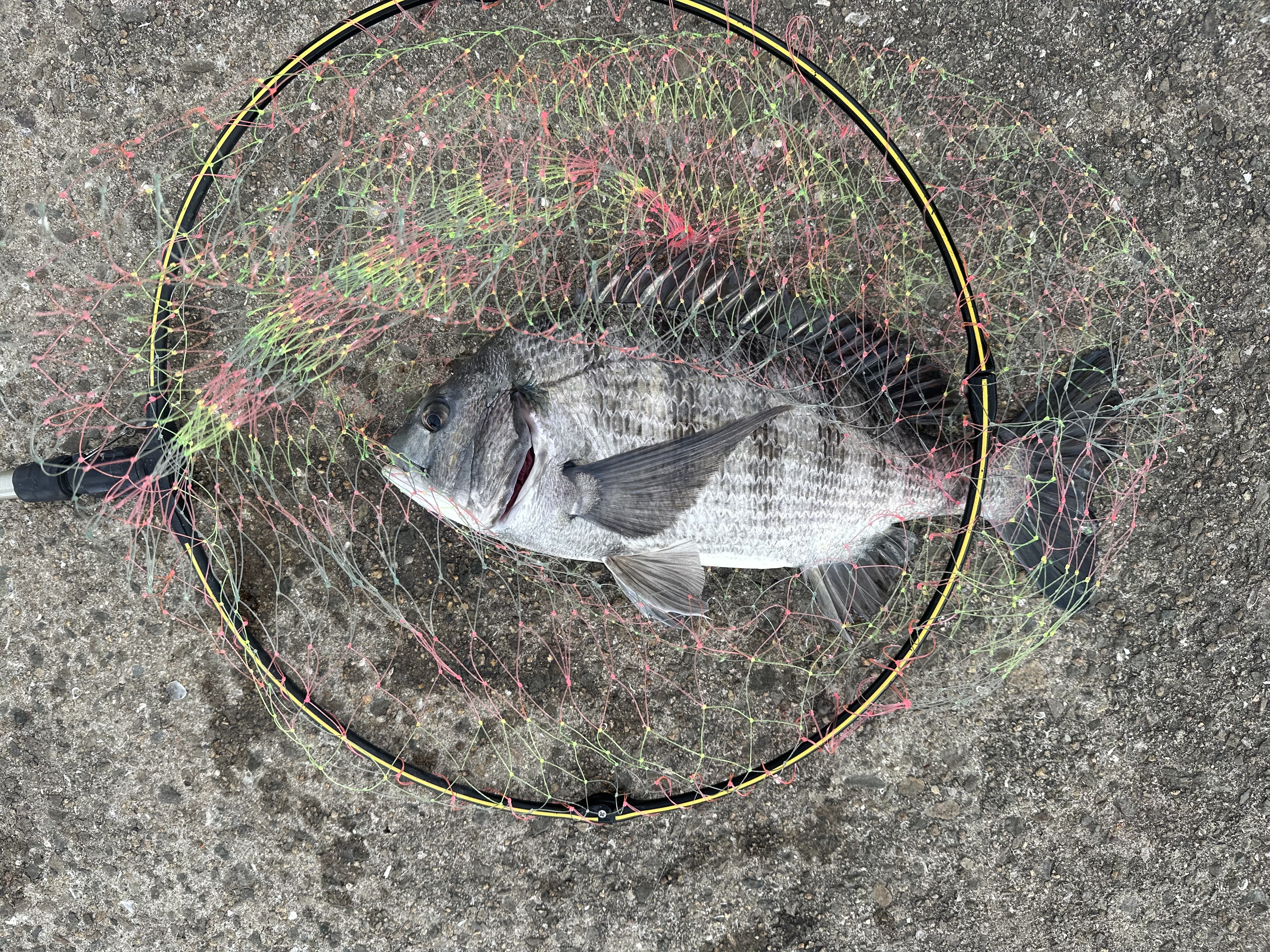 2025年12月 – 鳴尾浜臨海公園