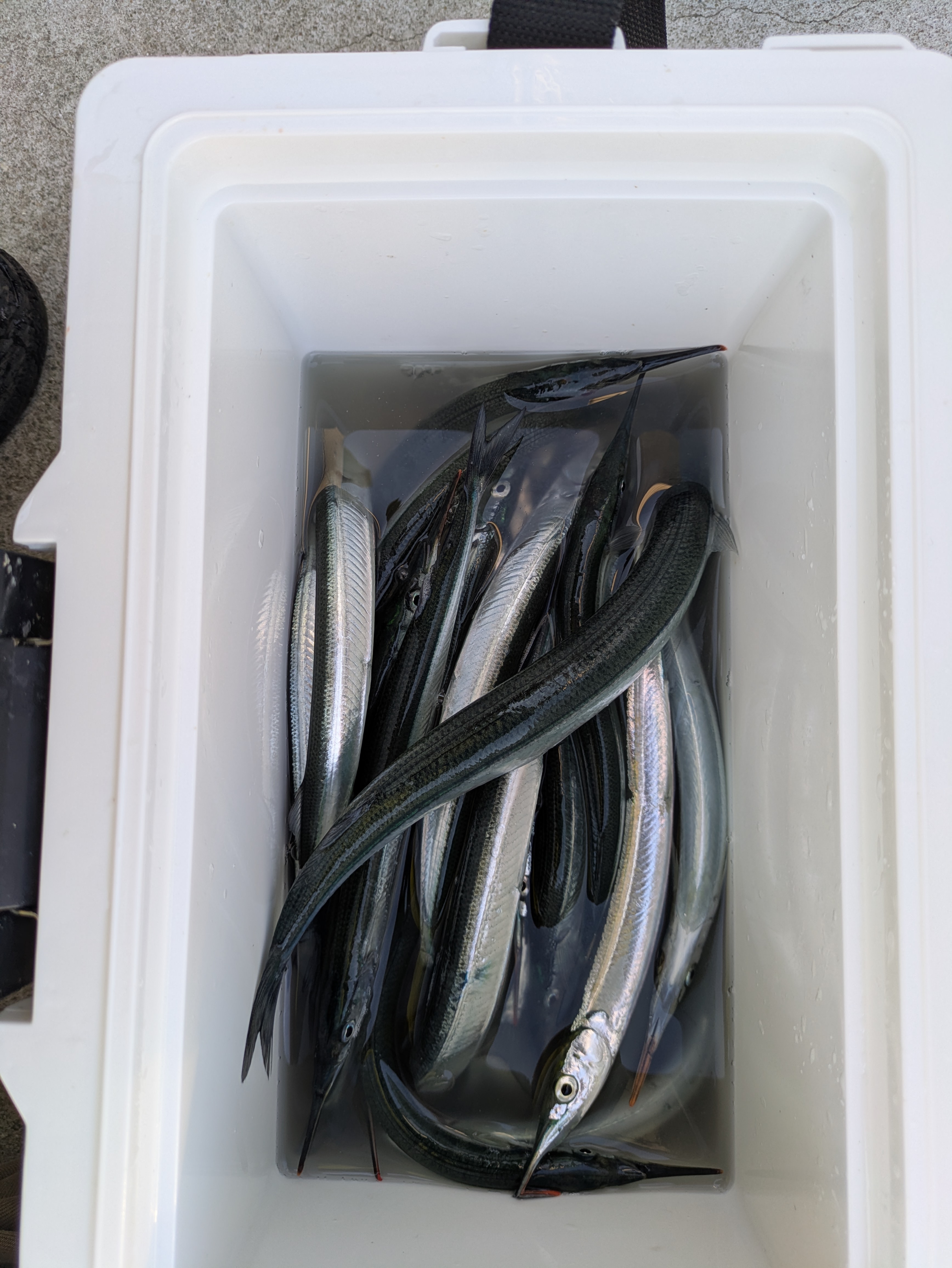 釣果情報 – 鳴尾浜臨海公園