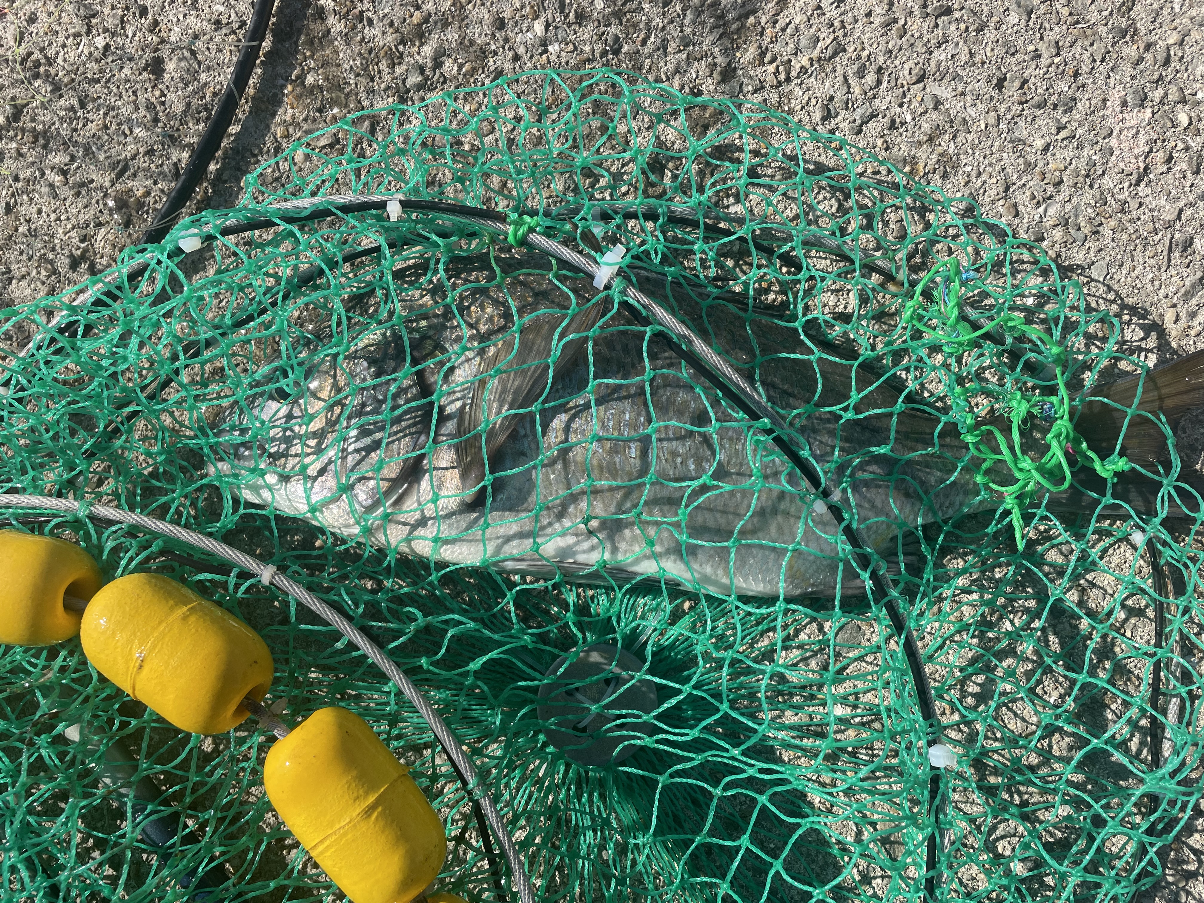 釣果情報 – 鳴尾浜臨海公園