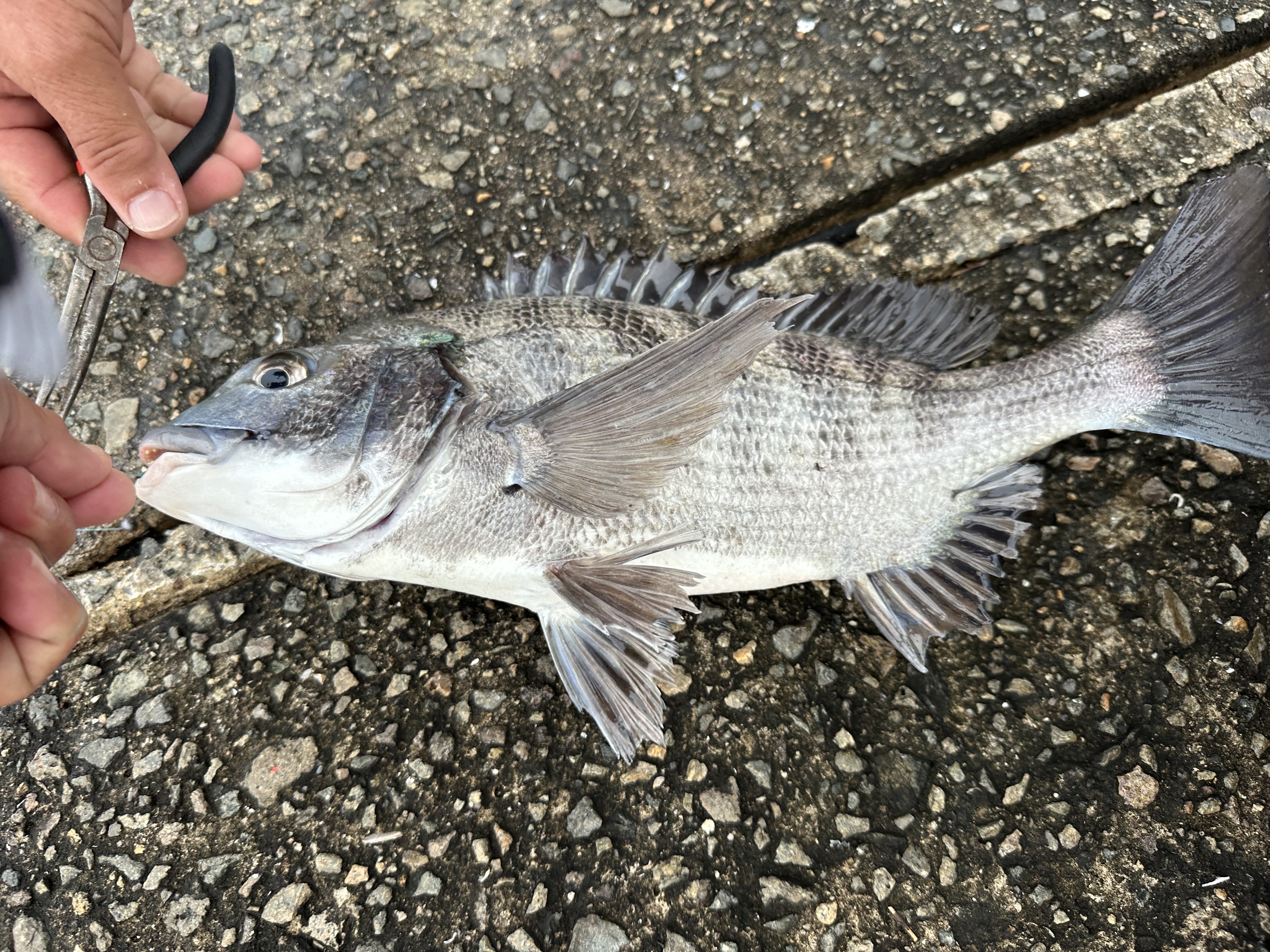 武庫川店発 7/5鳴尾浜海釣り広場 サビキ大爆釣！ | フィッシング